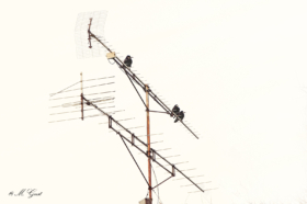 raben-antenne-proschwitz