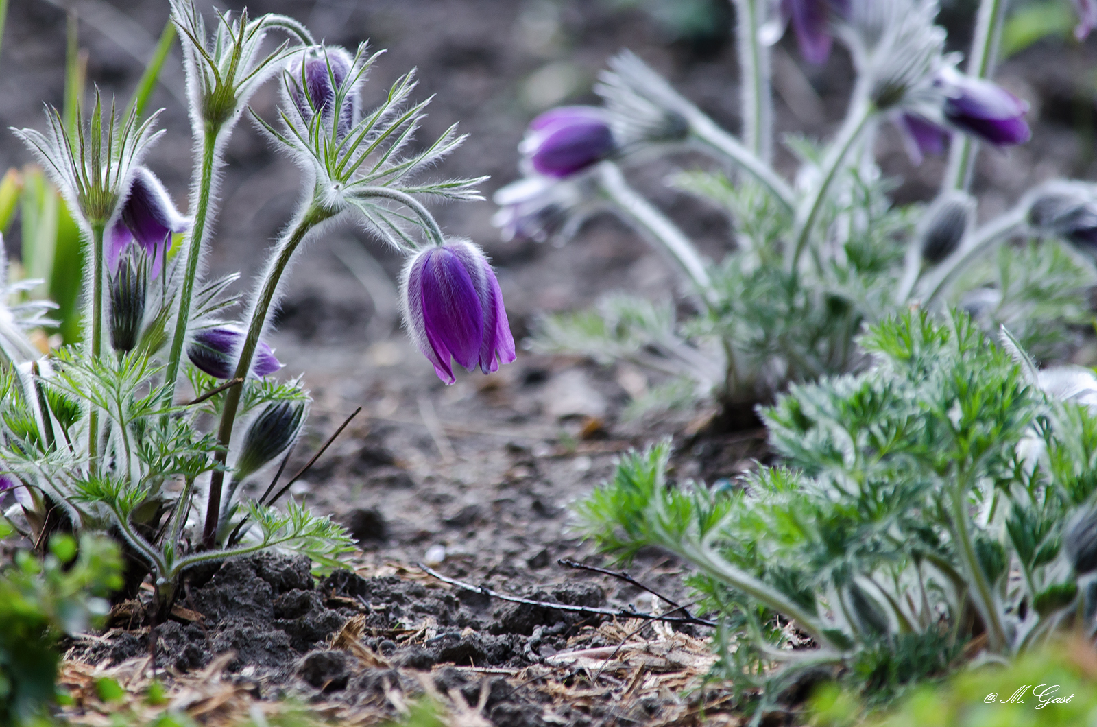 Fruhlingserwachen Im Grossen Garten Dresden Mystik Moments