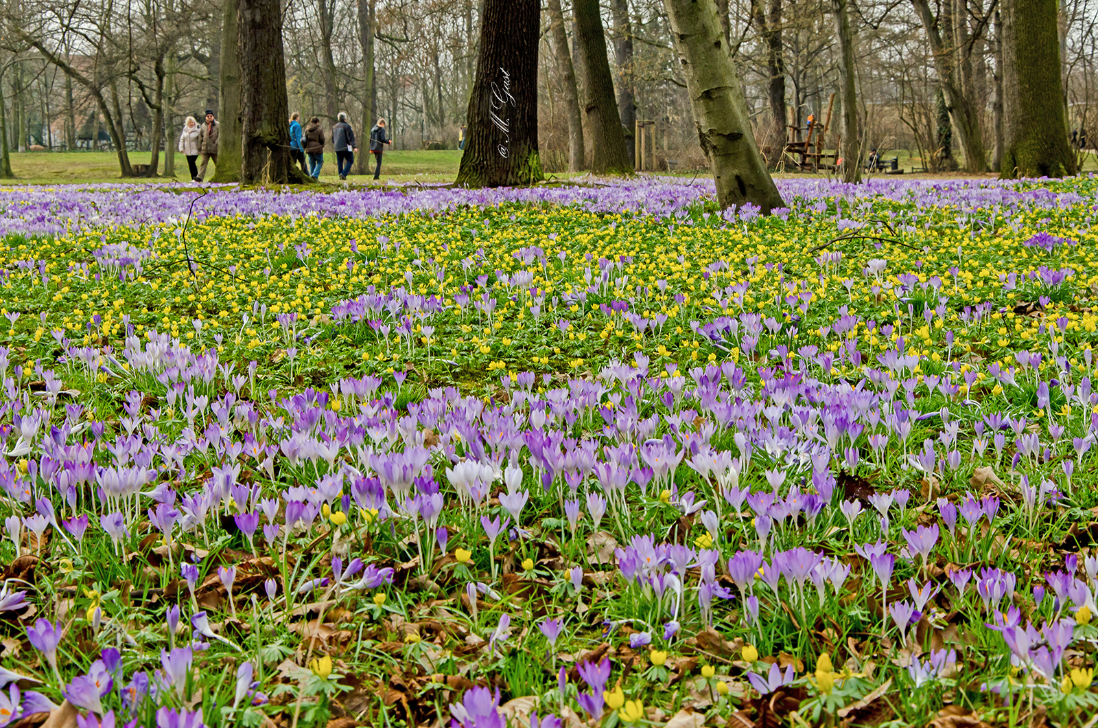 Fruhlingserwachen Im Grossen Garten Dresden Mystik Moments