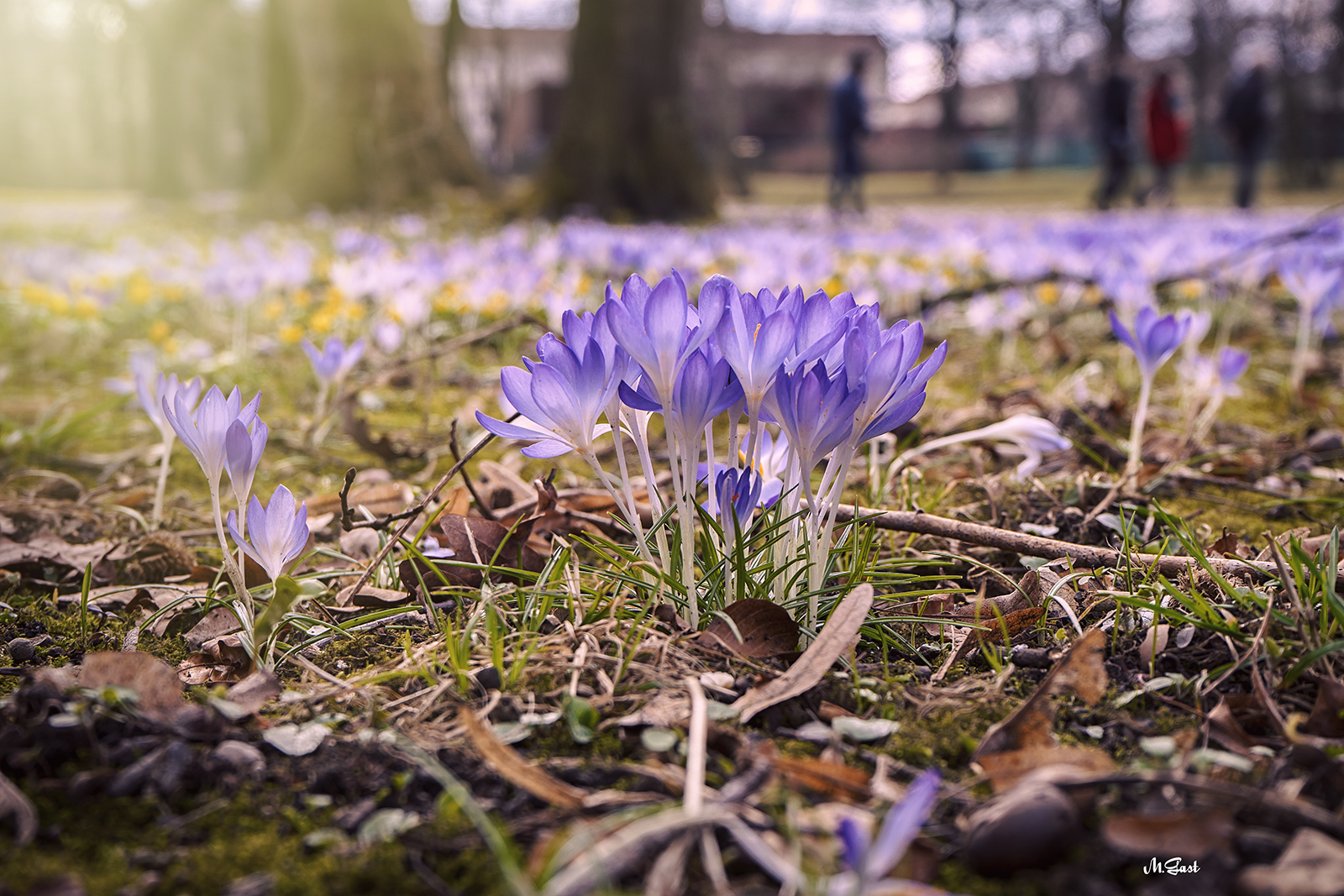 Die Krokuswiesen Im Grossen Garten Dresden Mystik Moments