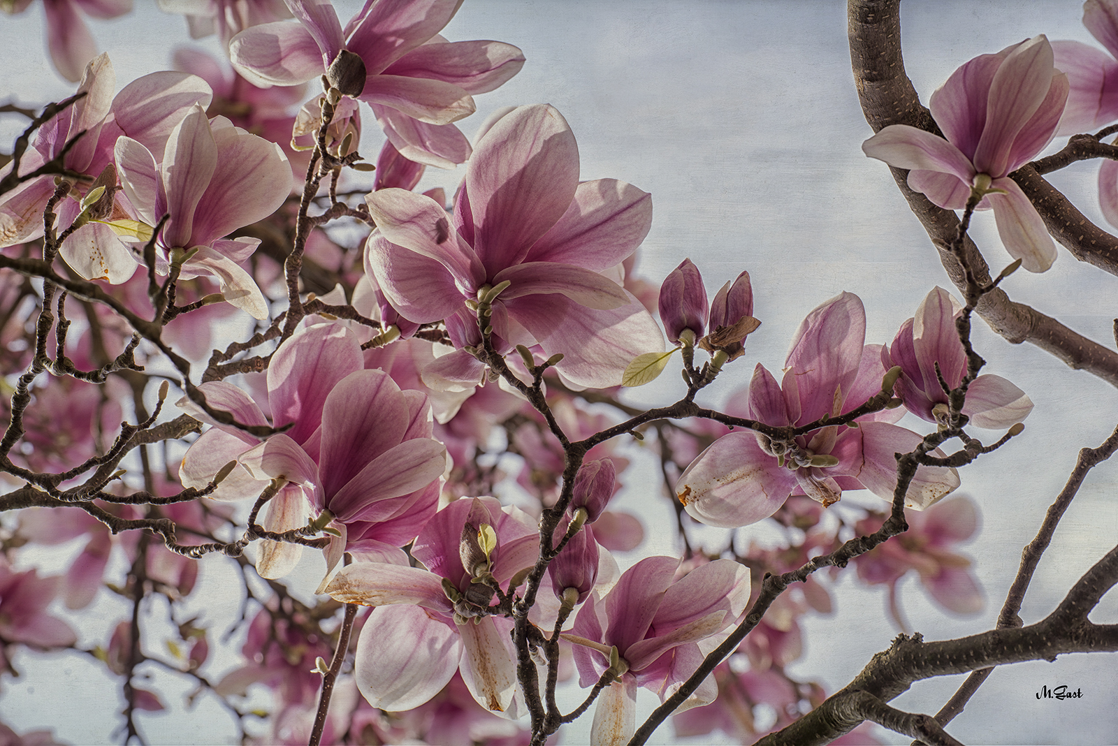 Der alte Magnolienbaum – Ein Gedicht