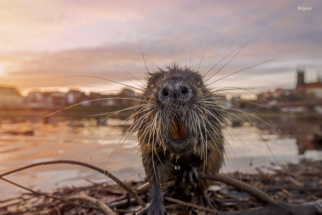 Portrait Nutria