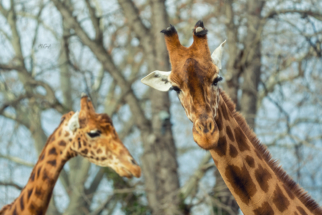 Giraffe-Dresdner Zoo