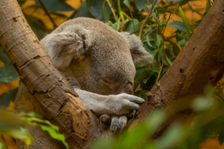 Koala-Dresdner Zoo