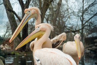 Pelikane-Dresdner Zoo
