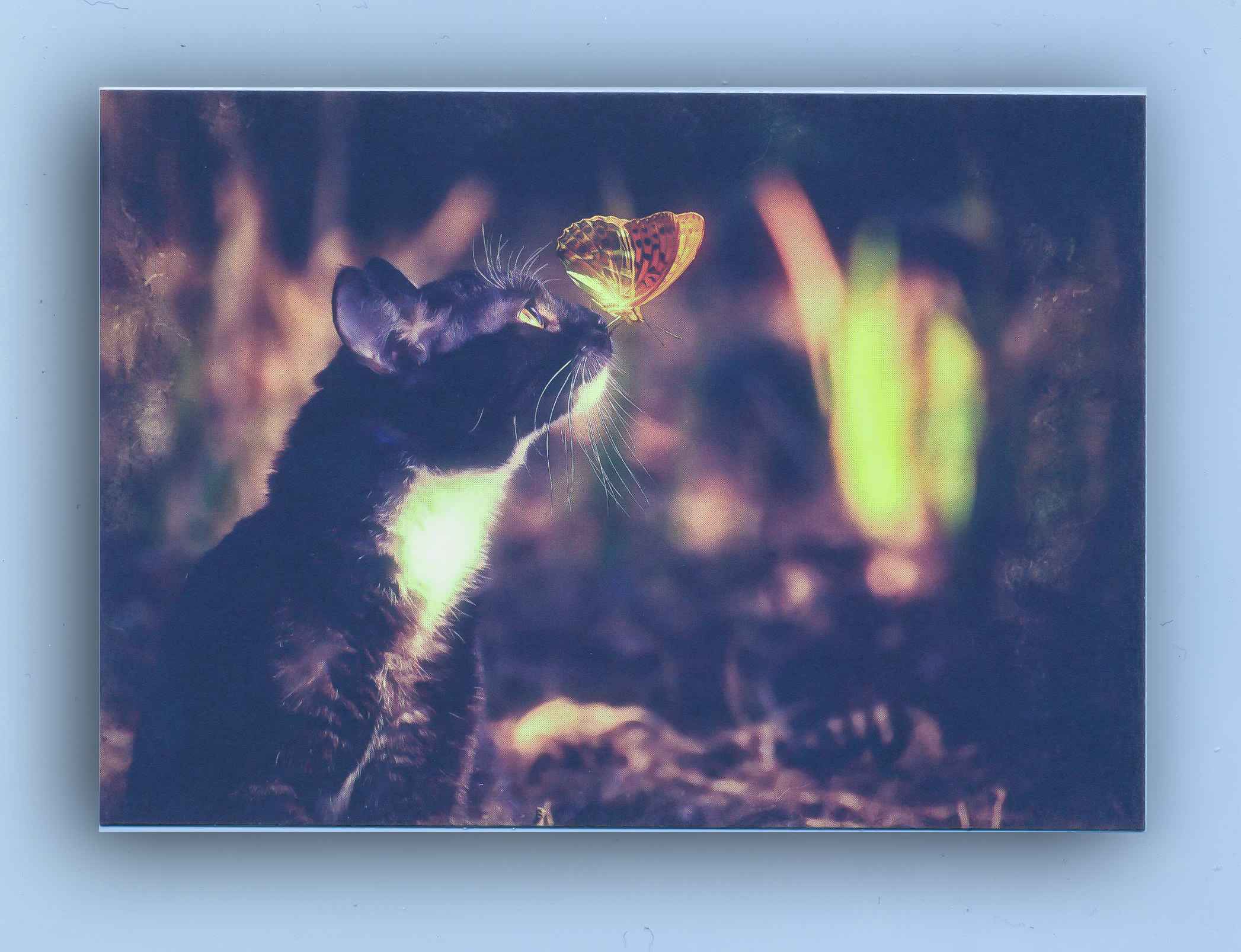 Katzenpostkarte – Katze Lilly mit Schmetterling