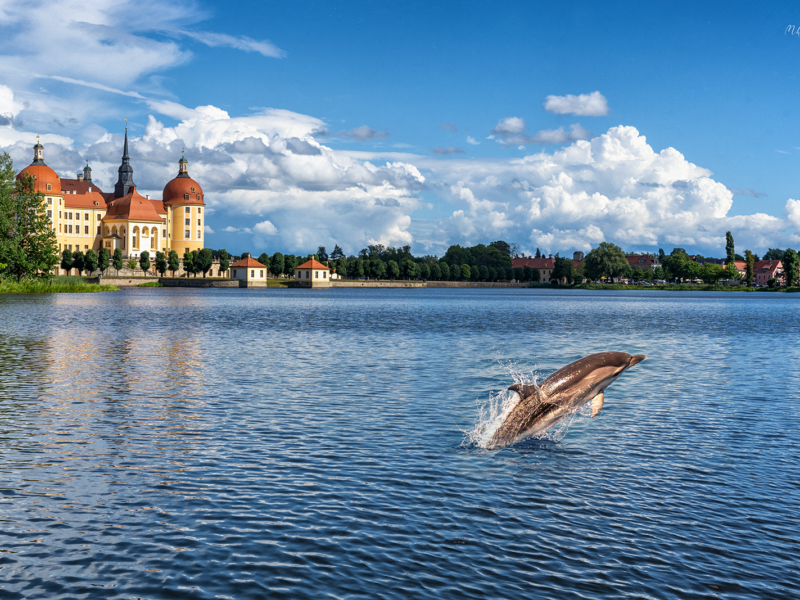 Nach Löwenbesuch in Meißen: Flipper besucht Moritzburg