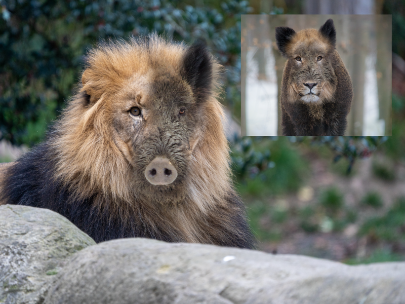 Eilmeldung: Seltene Kreuzung zwischen Wildschwein und Löwe gelungen