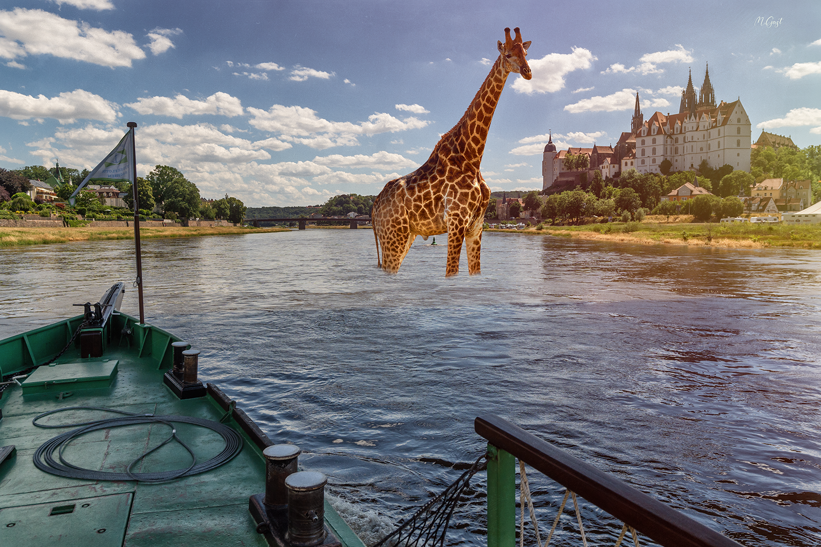 Eilmeldung – Dampfer der sächsischen Dampfschifffahrt muss Giraffe bei Meißen ausweichen