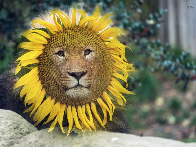 Zoo besorgt – Löwe möchte lieber Sonnenblume sein, anstatt König der Tiere