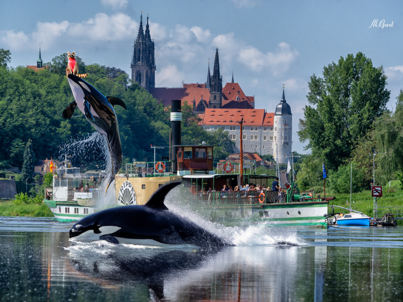 Meißen: Neue Orca-Show auf der Elbe begeistert Touristen